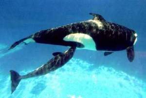 whale-seaworld-orcaandcalf